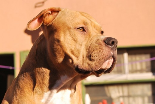 Mi APBT AMSTAFF de 15 meses  Linea BROWN standar, pesa 20 kg, altura 45 cm, color canela dorado brillante, criado con aliimiento balanciado Royal Canin & ProPlan Purina & Dog Chow Puppies.